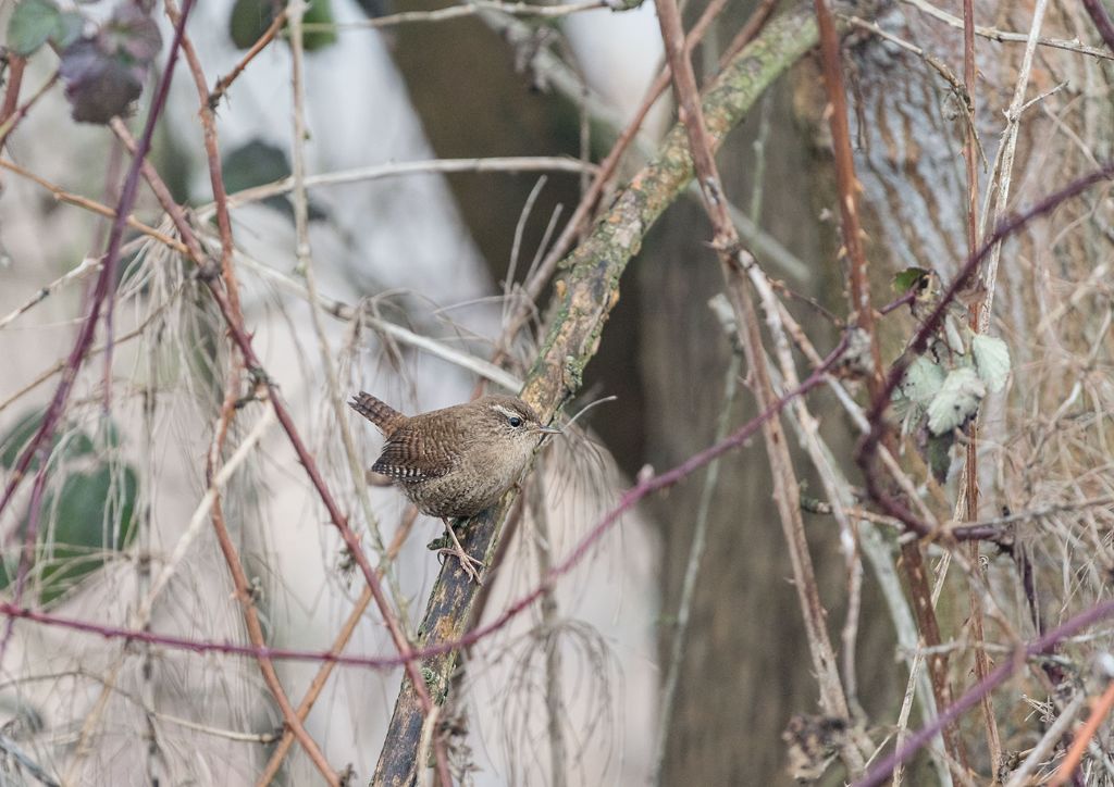 Scricciolo (Troglodytes troglodytes)